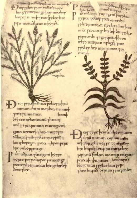 A page from the Old English Herbarium (Cotton Vitellius C.iii), 11th century.