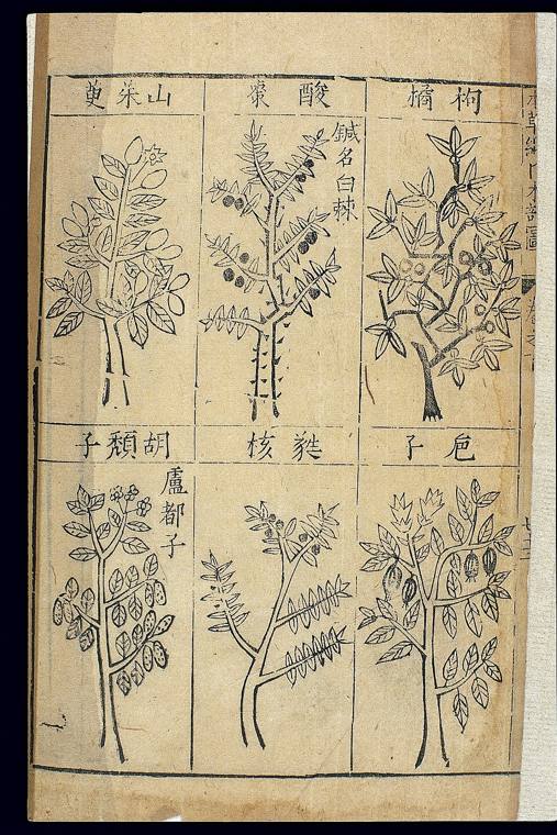 Plantas del Bencao Gangmu de Li Shizhen, la gran materia médica china de la época Ming.