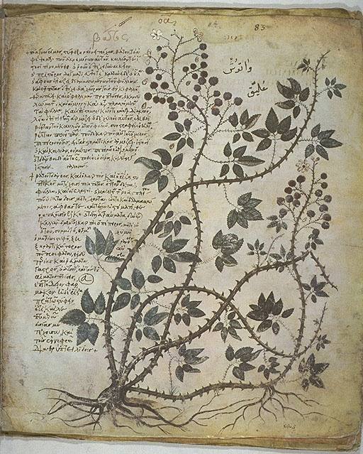 A plant from the Vienna Dioscurides, a copy of De materia medica from around 512.