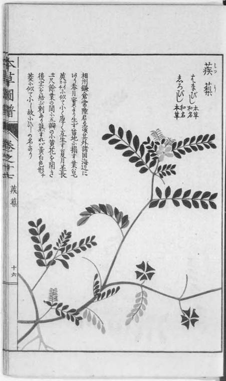 Abrojo (Tribulus terrestris) del Honzō Zufu de Iwasaki Tsunemasa, un herbario japonés del periodo Edo.