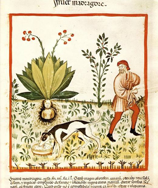 The mandrake is pulled from the ground by a dog, as legend required; Tacuinum sanitatis, c. 1390.
