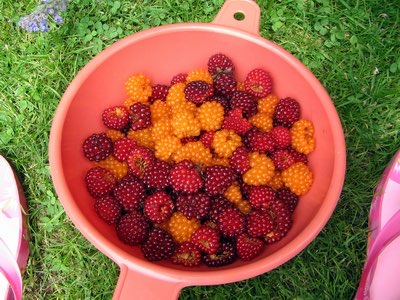 Afbeelding van Zalmbessen met oolichanolie